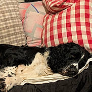 Cartouche a rejoint le concours — aidez-le/la à gagner de superbes lots ! dog, sleeping, couch, pillow, black_and_white, indoor, resting, cozy, fur, pet, relaxation, home, comfort, patterned_pillow, checkered, animal, canine, nap, domestic, furniture