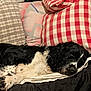 animal, black_and_white, canine, checkered, comfort, couch, cozy, dog, domestic, fur, furniture, home, indoor, nap, patterned_pillow, pet, pillow, relaxation, resting, sleeping