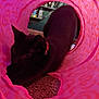 Ezzy joined the competition — help win amazing prizes! animal, black_cat, carpet, cat, closeup, collar, colorful, curious, ears, fabric_tunnel, feline, fun, household, indoor, patterned_tunnel, pet, pink_tunnel, playful, stretching, whiskers