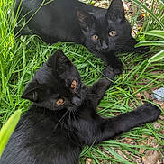 Ezzy is registered to the contest to win money with this photo: black_cat, cat, grass, outdoor, animal, pet, nature, leaf, two_animals, feline, cute, relaxing, amber_eyes, wildlife, young_cat, playful, closeup, ground, daylight, curious