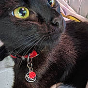 Ezzy joined the competition — help win amazing prizes! animal, black_cat, cat, charm, close_up, collar, companion, cute, domestic_cat, feline, fur, green_eyes, indoor, lap, person, pet, portrait, red_collar, relaxing, whiskers