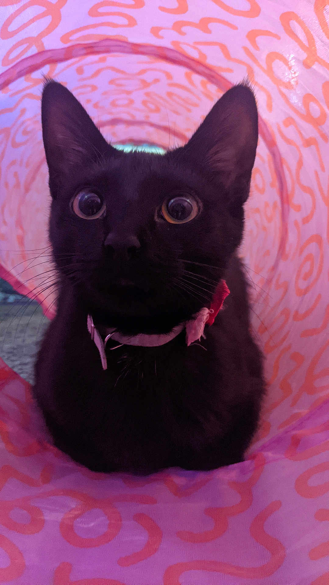 Ezzy is registered to the contest to win money with this photo: cat, black_cat, wide_eyes, collar, indoor, tunnel, pink, orange_squiggles, curious, pet, feline, closeup, whiskers, fur, animal, cute, playful, portrait, looking, domestic_cat
