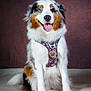 Wendy participe au concours pour gagner de l'argent avec cette photo : dog, australian_shepherd, heterochromia, pet, animal, fluffy, sitting, tongue_out, harness, heart_tag, portrait, indoor, brown_background, cute, friendly, canine, furry, studio_photo, happy, domestic_animal