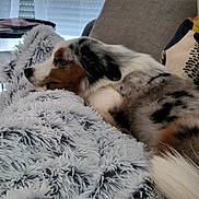 Wendy a rejoint le concours — aidez-le/la à gagner de superbes lots ! dog, sleeping, couch, blanket, fluffy, indoor, window, blind, fur, resting, pet, cozy, relaxing, home, animal, comfort, side_view, pillow, domestic, calm