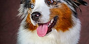 Wendy participe au concours pour gagner de l'argent avec cette photo : dog, australian_shepherd, heterochromia, blue_eye, brown_eye, tongue_out, happy, pet, fur, fluffy, portrait, collar, harness, heart_tag, studio, indoor, animal, canine, cute, smiling