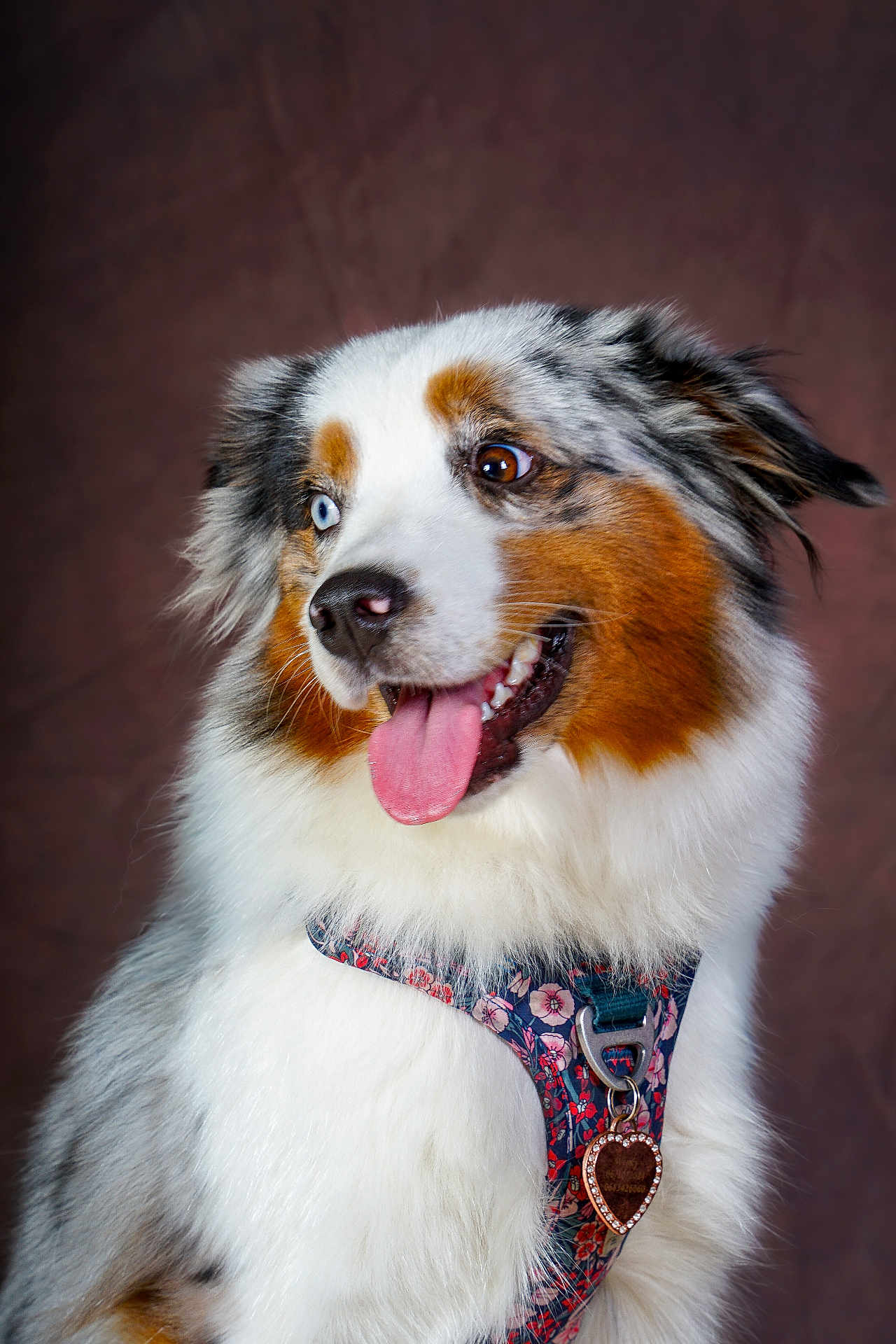 Wendy participe au concours pour gagner de l'argent avec cette photo : dog, australian_shepherd, heterochromia, blue_eye, brown_eye, tongue_out, happy, pet, fur, fluffy, portrait, collar, harness, heart_tag, studio, indoor, animal, canine, cute, smiling