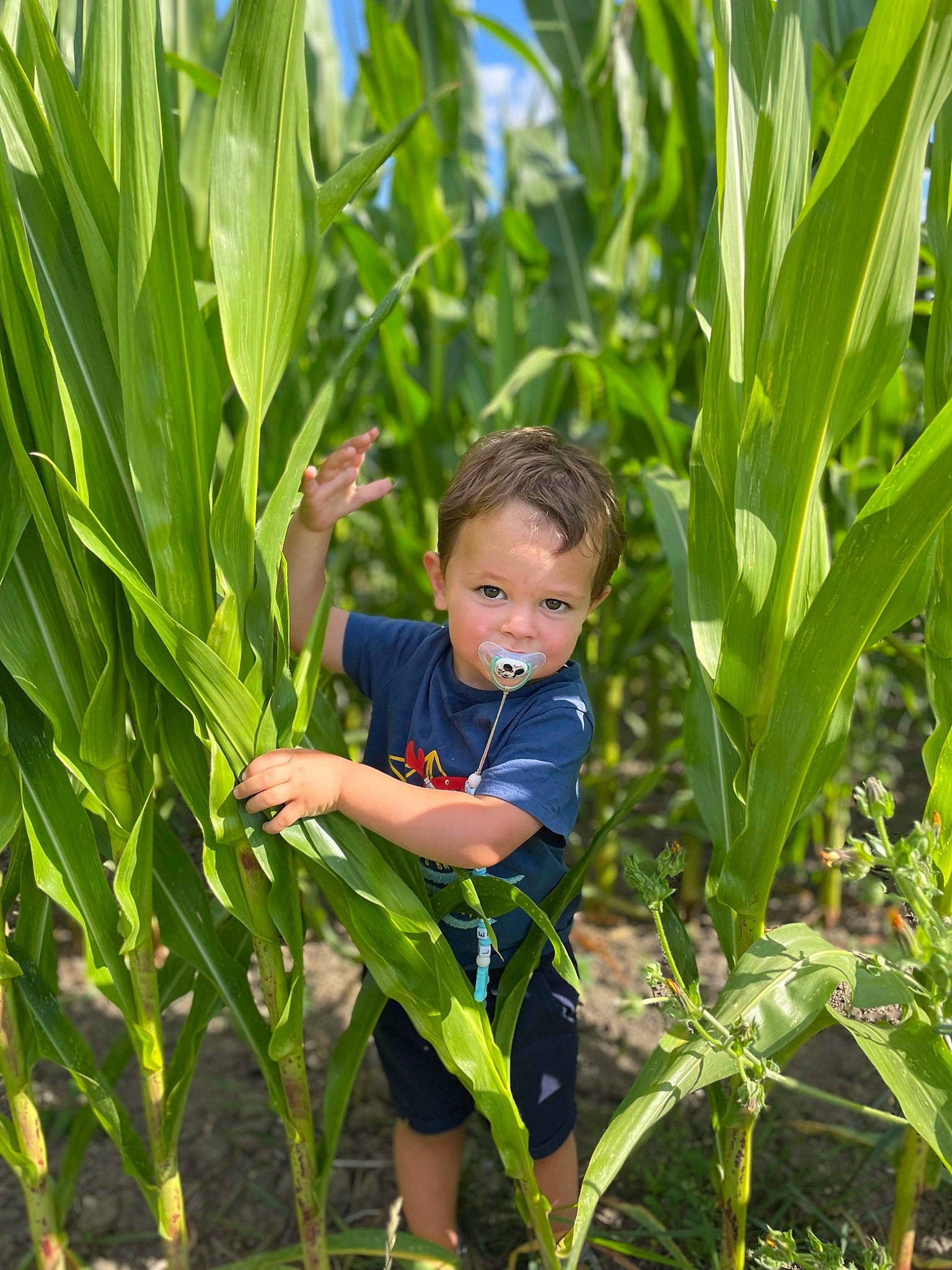 Léandre participe au concours pour gagner de l'argent avec cette photo : agriculture, banana_family, cash_crop, child, crop, field, flowering_plant, fun, garden, grass, grass_family, happy, leisure, people_in_nature, person, plant, plant_stem, plantation, shorts, terrestrial_plant