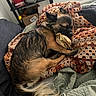 Chewbacca is registered to the contest to win money with this photo: bed, black, blanket, brown, cozy, crocheted_blanket, dog, ears, fur, indoor, nose, paw, pet, plush_toy, quilt, relaxed, resting, sleeping, tail, toy
