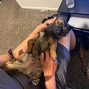Chewbacca is registered to the contest to win money with this photo: animal, brown_fur, carpet, casual_clothing, comfort, cozy, dog, fur, hand, indoor, lap, legs, person, pet, petting, relaxed, small_dog, table, toy, water_bottle