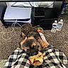 Chewbacca joined the competition — help win amazing prizes! black_and_white, cable, carpet, chewing, cord, dog, electronic_device, floor, furniture, gaming_console, home, indoor, pet, plaid_pants, playing, relaxing, sitting, small_dog, toy, water_bottle