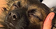 Chewbacca joined the competition — help win amazing prizes! affection, animal, black, brown, close_up, collar, comfort, cute, dog, eyes_closed, face, fur, hand, indoor, nose, pet, portrait, relaxed, sleeping, whiskers