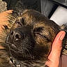 affection, animal, black, brown, close_up, collar, comfort, cute, dog, eyes_closed, face, fur, hand, indoor, nose, pet, portrait, relaxed, sleeping, whiskers