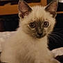 Ange a rejoint le concours — aidez-le/la à gagner de superbes lots ! animal, cat, closeup, curious, cute, domestic, ears, eyes, feline, fur, indoor, kitten, mammal, pet, portrait, resting, siamese, soft, whiskers, young