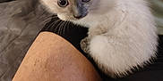 Ange participe au concours pour gagner de l'argent avec cette photo : kitten, cat, animal, pet, fur, cute, lap, person, skin, legs, indoor, closeup, whiskers, ears, small, young, curious, sitting, soft, domestic