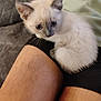 kitten, cat, animal, pet, fur, cute, lap, person, skin, legs, indoor, closeup, whiskers, ears, small, young, curious, sitting, soft, domestic