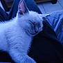 Ange participe au concours pour gagner de l'argent avec cette photo : animal, blue_light, cat, closeup, comfort, cozy, cute, domestic_cat, fur, indoor, kitten, lap, peaceful, pet, relaxation, resting, sleeping, soft, whiskers, young