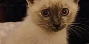 Ange participe au concours pour gagner de l'argent avec cette photo : animal, cat, closeup, curious, cute, domestic, ears, eyes, feline, fur, indoor, kitten, mammal, pet, portrait, resting, siamese, soft, whiskers, young