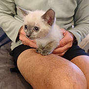 Ange a rejoint le concours — aidez-le/la à gagner de superbes lots ! kitten, cat, pet, animal, person, hand, leg, indoor, casual_clothing, shorts, sitting, holding, curious, furry, cute, young, small, light_green, zip_up, relaxed