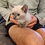 kitten, cat, pet, animal, person, hand, leg, indoor, casual_clothing, shorts, sitting, holding, curious, furry, cute, young, small, light_green, zip_up, relaxed
