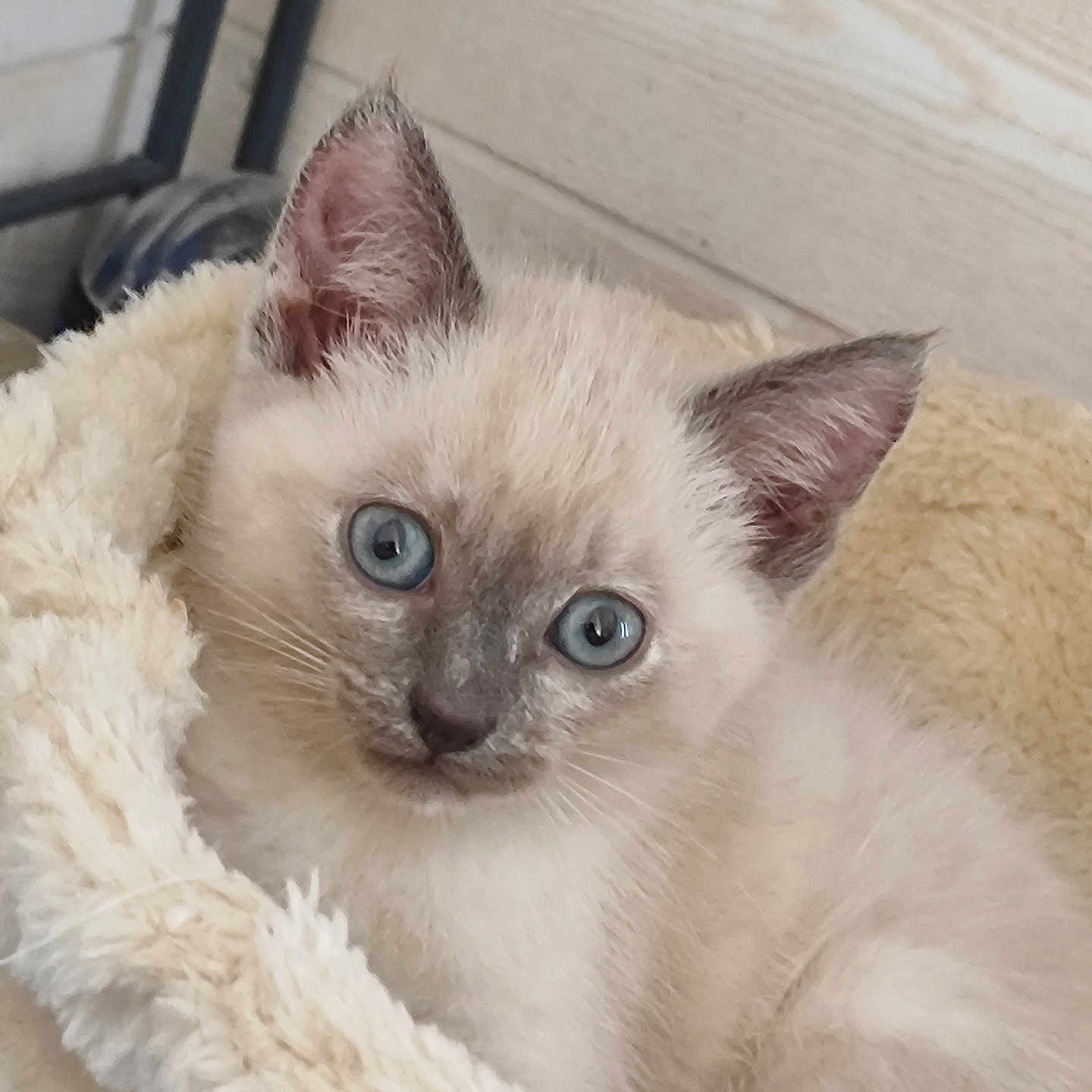 Ange a rejoint le concours — aidez-le/la à gagner de superbes lots ! animal, blanket, blue_eyes, cat, closeup, cozy, curious, cute, ears, face, feline, fur, indoor, kitten, pet, resting, siamese, soft, whiskers, young
