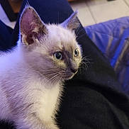 Ange participe au concours pour gagner de l'argent avec cette photo : animal, black_clothing, blue_eyes, cat, closeup, cozy, cute, domestic, floor, furniture, furry, indoor, kitten, lap, person, pet, resting, soft_fur, whiskers, young
