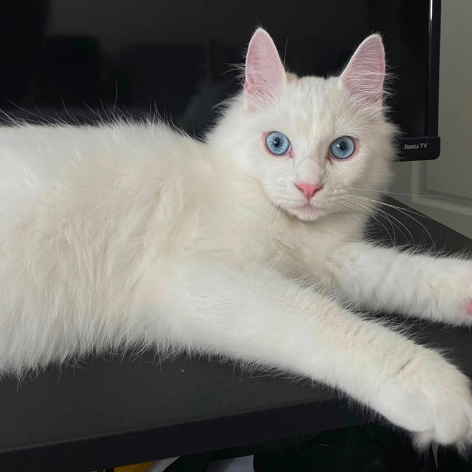 Charlie joined the competition — help win amazing prizes! abyssinian, angora, animal, cat, computer, computerhardware, computerkeyboard, electronics, hardware, kitten, laptop, manx, monitor, pc, pet, screen, siamese, tv, white