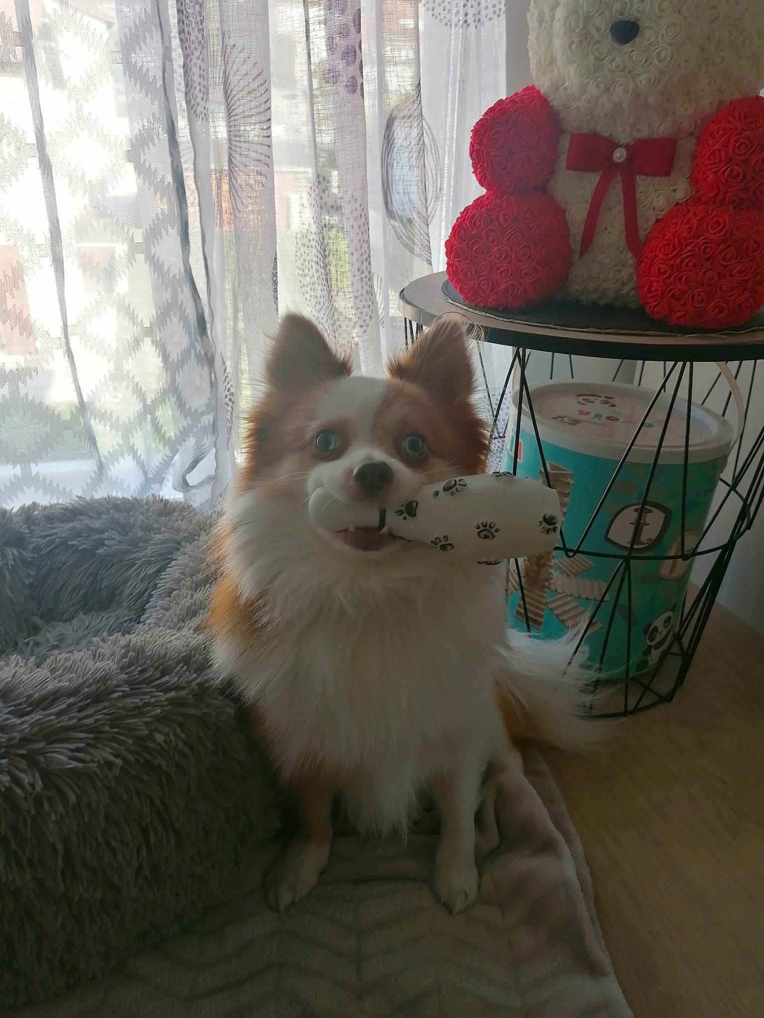 Volt participe au concours pour gagner de l'argent avec cette photo : canidae, carnivore, companion_dog, dog, dog_breed, dog_supply, fawn, flooring, fur, german_spitz, german_spitz_mittel, pet_supply, spitz, sporting_group, stuffed_toy, tail, toy, toy_dog, volpino_italiano, whiskers