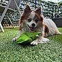 dog, outdoor, grass, toy, happy, pet, fluffy, brown_and_white, smiling, playful, sunny, sky, clouds, chair, fence, plant, potted_plant, tongue_out, small_dog, leisure
