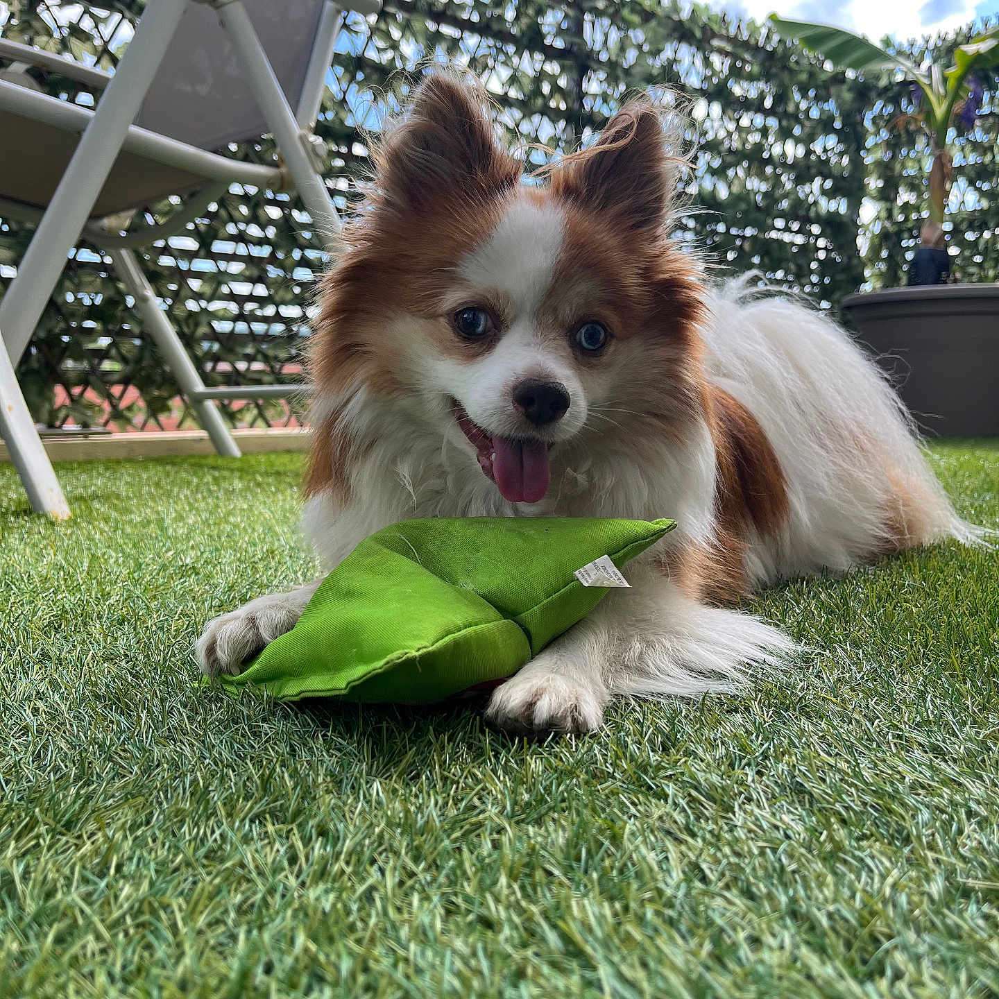 Volt a rejoint le concours — aidez-le/la à gagner de superbes lots ! brown_and_white, chair, clouds, dog, fence, fluffy, grass, happy, leisure, outdoor, pet, plant, playful, potted_plant, sky, small_dog, smiling, sunny, tongue_out, toy