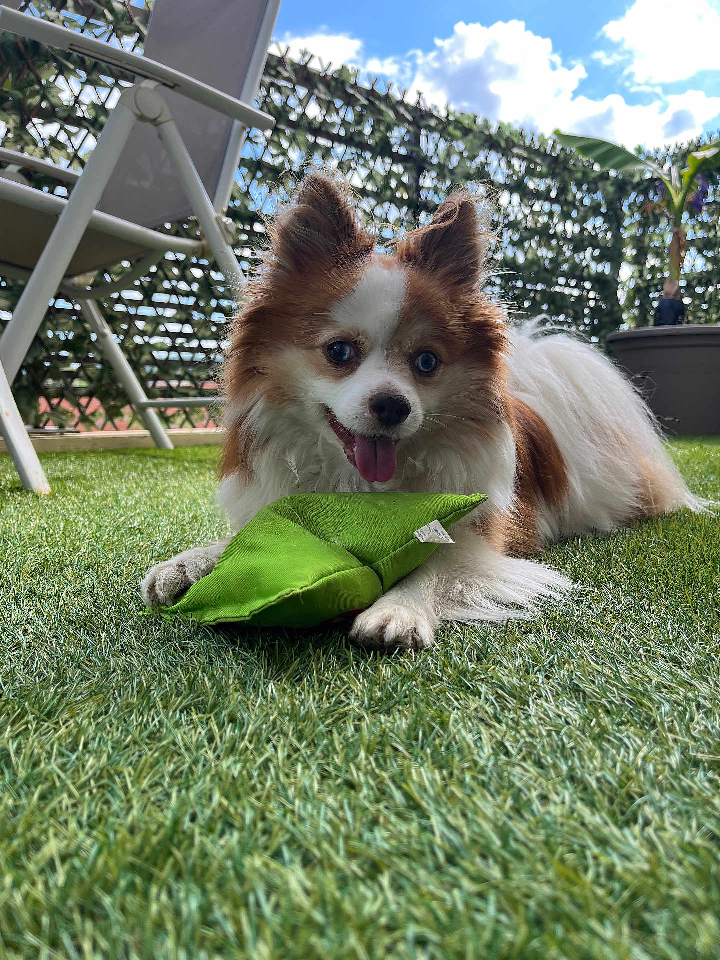 Volt a rejoint le concours — aidez-le/la à gagner de superbes lots ! dog, outdoor, grass, toy, happy, pet, fluffy, brown_and_white, smiling, playful, sunny, sky, clouds, chair, fence, plant, potted_plant, tongue_out, small_dog, leisure
