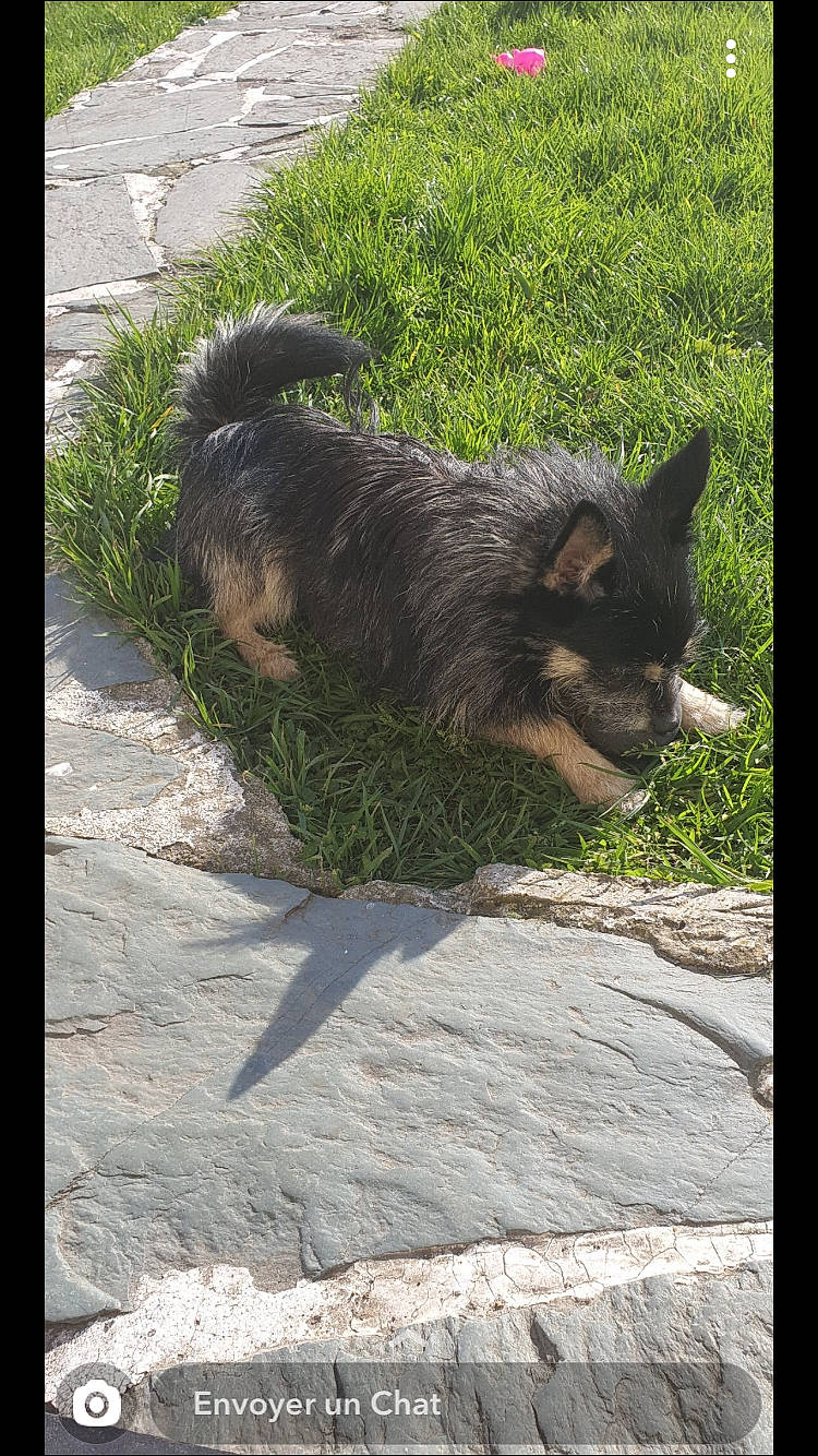 Poupou a rejoint le concours — aidez-le/la à gagner de superbes lots ! canidae, carnivore, dog, dog_breed, eurasier, mammal, swedish_vallhund, tail, vertebrate