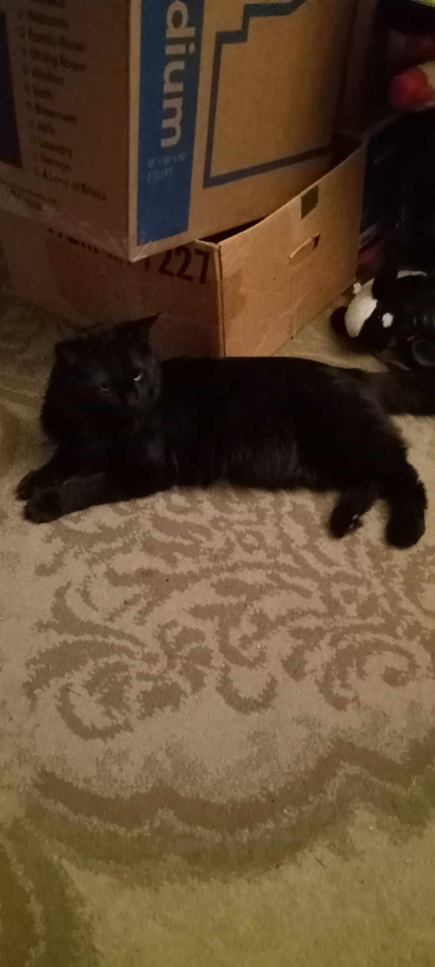 Cinders joined the competition — help win amazing prizes! cat, black_cat, carpet, patterned_carpet, cardboard_boxes, indoor, pet, animal, feline, resting, shadow, dim_lighting, floor, domestic, household, relaxed, quiet, still_life, cozy, home