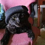 Cinders is registered to the contest to win money with this photo: cat, black_cat, hat, knit_hat, chair, pink_chair, indoor, pet, feline, fur, whiskers, relaxed, looking_at_camera, cozy, cute, animal, domestic_cat, portrait, seated, mystery