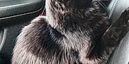 Cinders is registered to the contest to win money with this photo: cat, black_cat, car_interior, car_seat, leather_seat, pet, animal, feline, stretching, fluffy, domestic_cat, indoor, side_view, seatbelt, window, door_panel, paw, fur, whiskers, relaxed