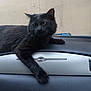 Cinders is registered to the contest to win money with this photo: cat, black_cat, pet, animal, car_dashboard, indoor, feline, fur, paw, relaxed, resting, window, transport, vehicle, domestic_animal, side_view, whiskers, ears, yellow_eyes, mammal