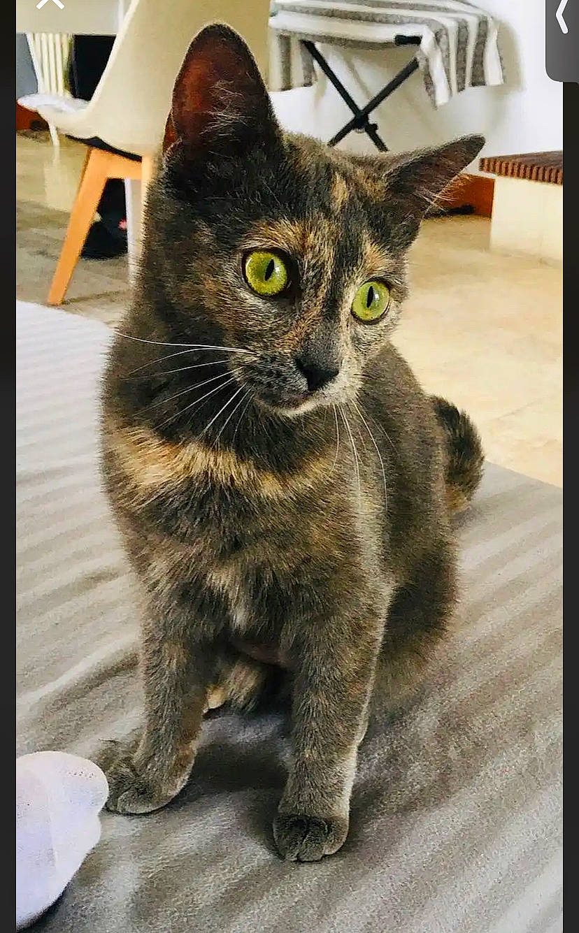 Nala a rejoint le concours — aidez-le/la à gagner de superbes lots ! black_cat, carnivore, cat, claw, domestic_short_haired_cat, eye, felidae, flooring, fur, grey, paw, rectangle, sitting, small_to_medium_sized_cats, snout, tail, terrestrial_animal, whiskers