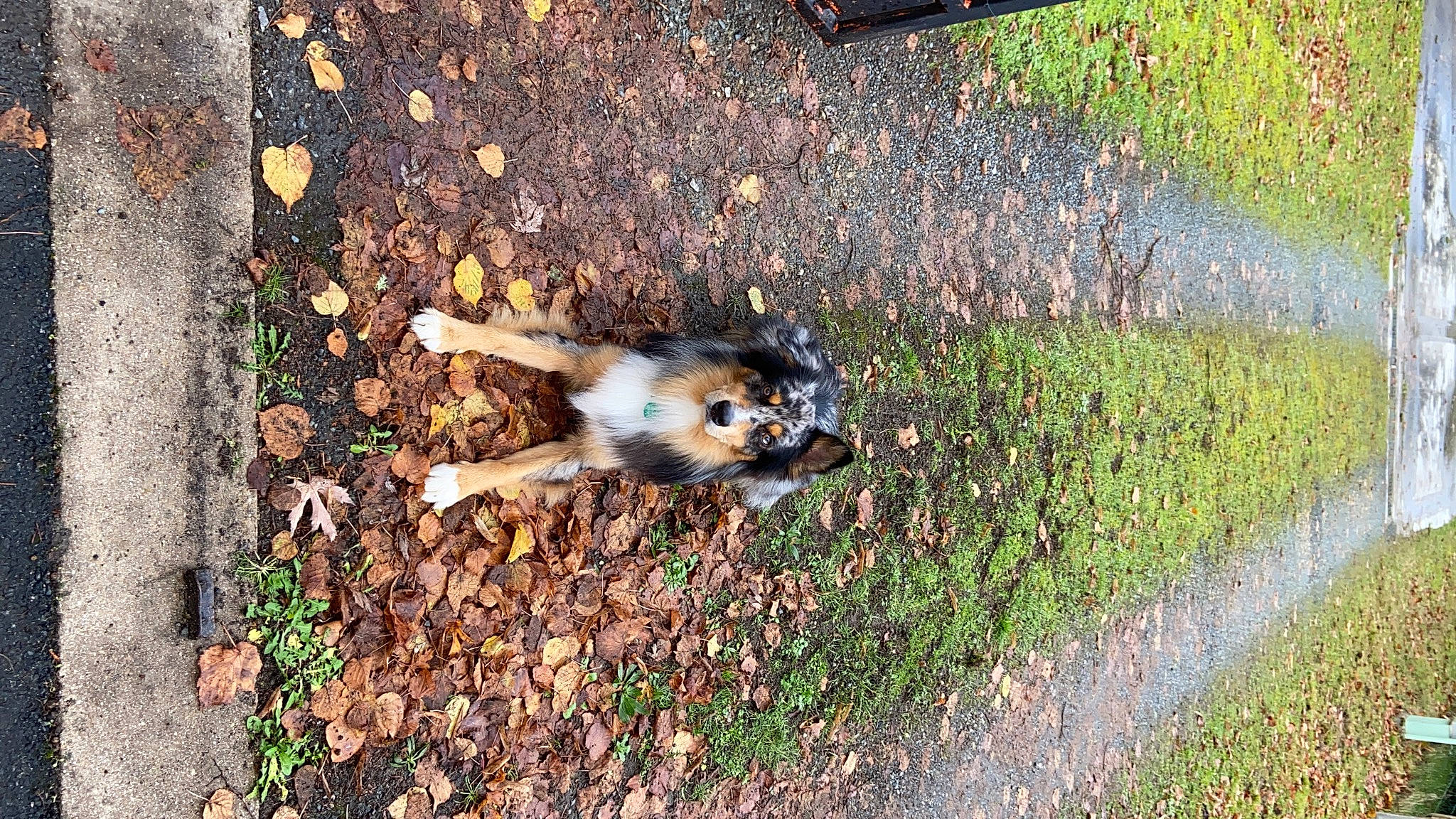 Grey participe au concours pour gagner de l'argent avec cette photo : asphalt, carnivore, companion_dog, dog, dog_breed, fawn, felidae, grass, grass_family, groundcover, paw, plant, road_surface, sidewalk, soil, sporting_group, street_dog, tail, terrestrial_animal, wood