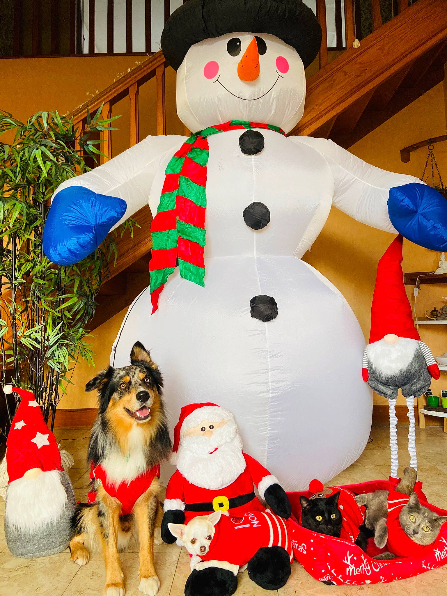 Grey participe au concours pour gagner de l'argent avec cette photo : carmine, christmas, christmas_decoration, christmas_eve, christmas_ornament, companion_dog, dog, dog_supply, event, holiday, holiday_ornament, mammal, ornament, plant, santa_claus, snowman, toy, vertebrate, white, winter