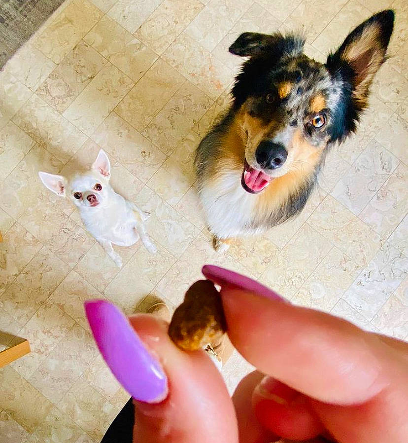 Laya Rose a rejoint le concours — aidez-le/la à gagner de superbes lots ! carnivore, collie, companion_dog, dog, dog_breed, dog_collar, dog_supply, fawn, flooring, foot, happy, herding_dog, nail, paw, scotch_collie, shetland_sheepdog, snout, thumb, toy, whiskers