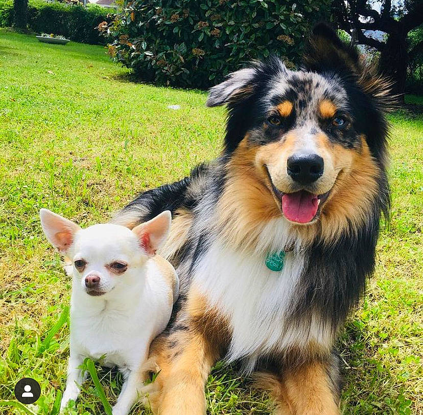 Laya Rose a rejoint le concours — aidez-le/la à gagner de superbes lots ! canidae, carnivore, chihuahua, collar, collie, companion_dog, dog, dog_breed, grass, herding_dog, mammal, plant, scotch_collie, snout, sporting_group, tail, tree, vertebrate, whiskers, working_animal