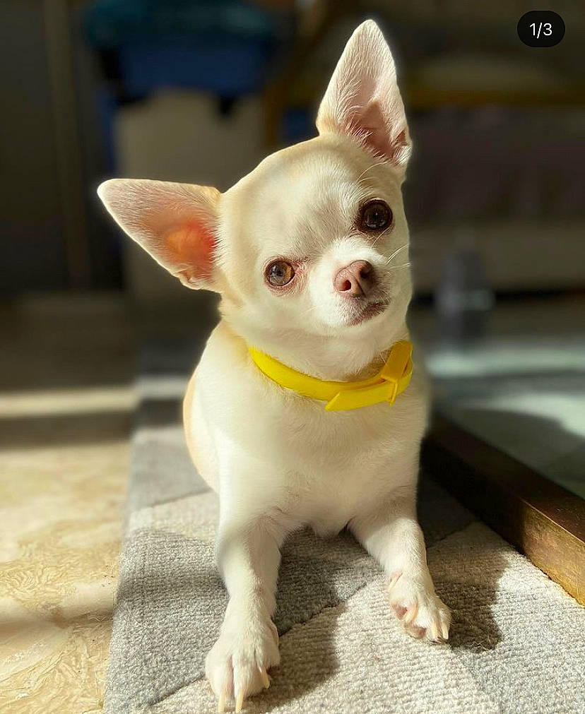 Laya Rose a rejoint le concours — aidez-le/la à gagner de superbes lots ! canidae, carnivore, chihuahua, companion_dog, corgi_chihuahua, dog, dog_breed, dog_supply, ear, fawn, fur, head, mammal, snout, sporting_group, terrestrial_animal, toy_dog, vertebrate, whiskers, working_animal