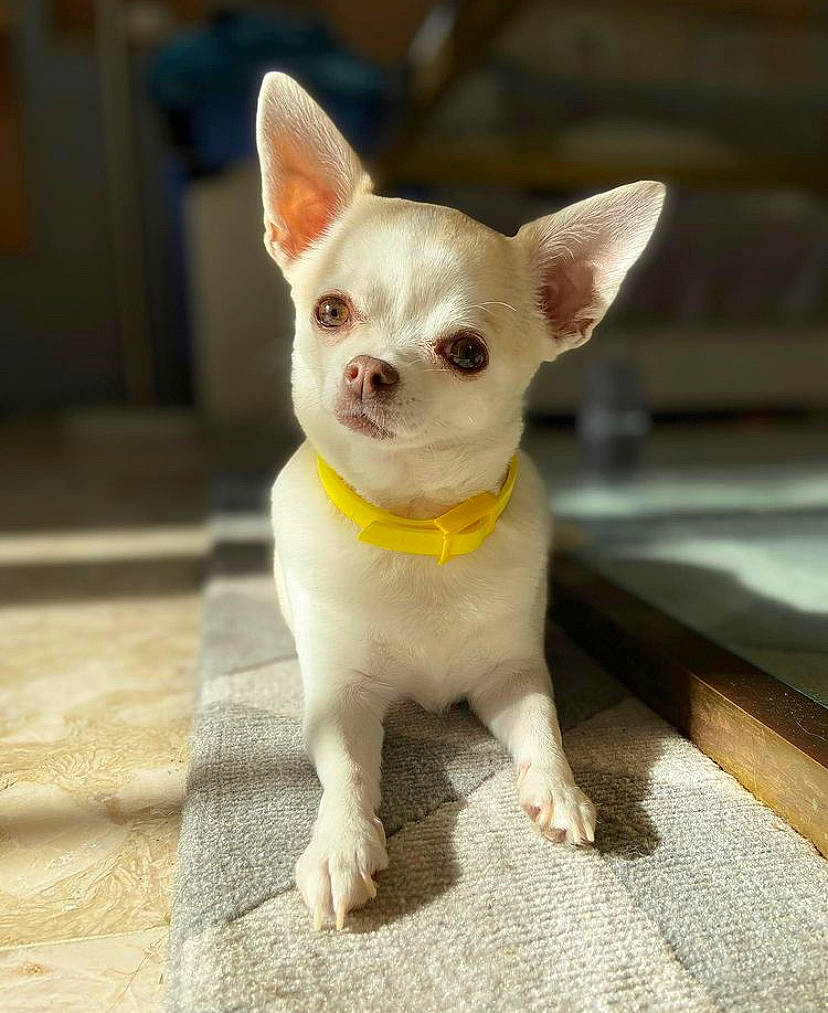 Laya Rose a rejoint le concours — aidez-le/la à gagner de superbes lots ! canidae, carmine, carnivore, chihuahua, companion_dog, corgi_chihuahua, dog, dog_breed, dog_supply, ear, eye, fawn, fur, head, pet_supply, snout, terrestrial_animal, toy_dog, whiskers, working_animal