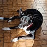 dog, black_and_white, collar, floor, tile_floor, sunlight, indoor, pet, animal, laying_down, paw, ears, shadow, resting, domestic_animal, fur, canine, cute, relaxed, bright