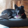 Naya participe au concours pour gagner de l'argent avec cette photo : dog, pet_bed, blanket, collar, tag, wooden_cabinet, curtains, floor_tiles, indoor, natural_light, black_dog, white_fur, relaxed, lying_down, home, cozy, calm, domestic_animal, fur, animal