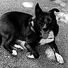 Naya participe au concours pour gagner de l'argent avec cette photo : dog, black_and_white, canine, pet, outdoor, tongue_out, lying_down, harness, ears_up, paw, fur, shadow, gravel, happy, animal, mammal, resting, companion, cute, portrait