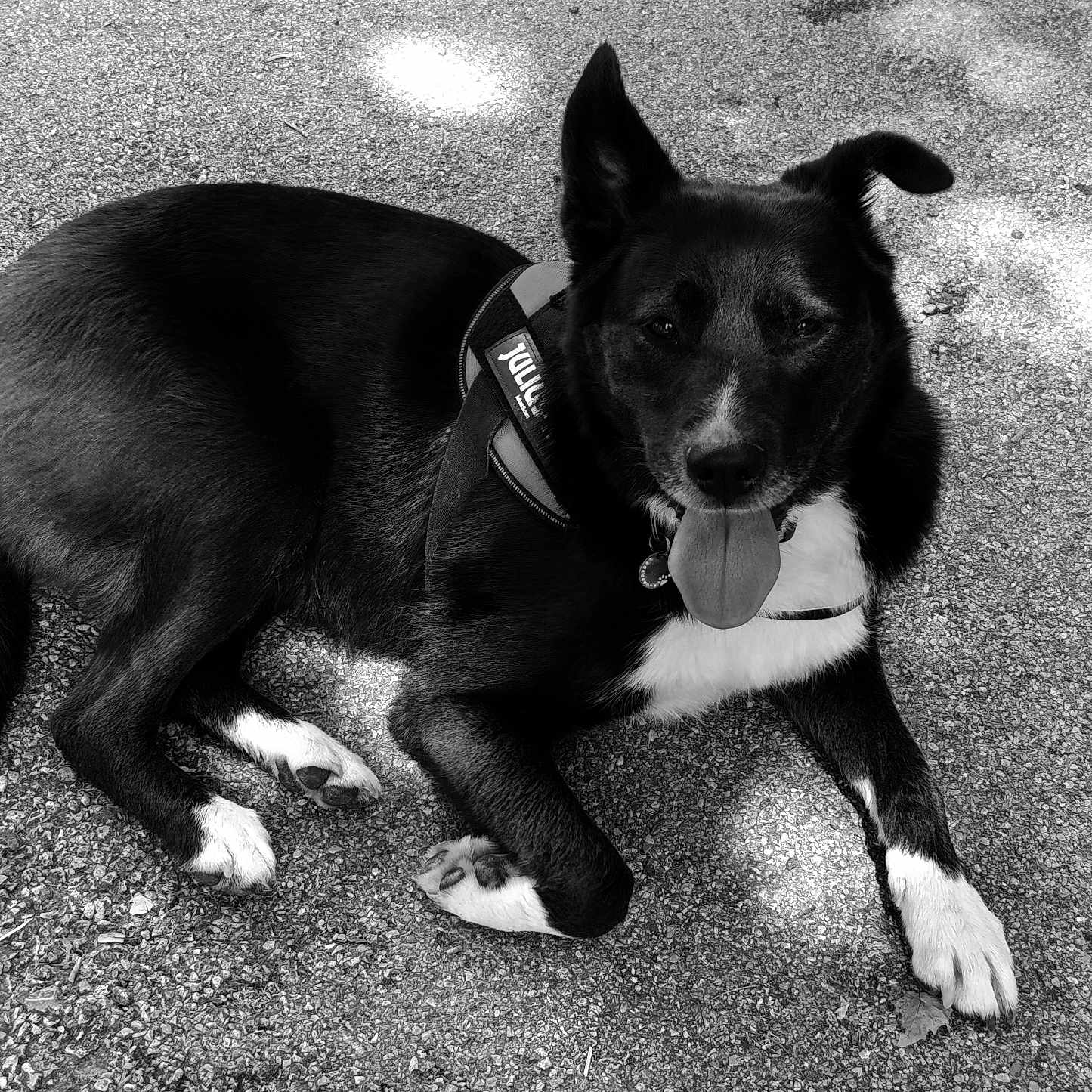 Naya participe au concours pour gagner de l'argent avec cette photo : dog, black_and_white, canine, pet, outdoor, tongue_out, lying_down, harness, ears_up, paw, fur, shadow, gravel, happy, animal, mammal, resting, companion, cute, portrait