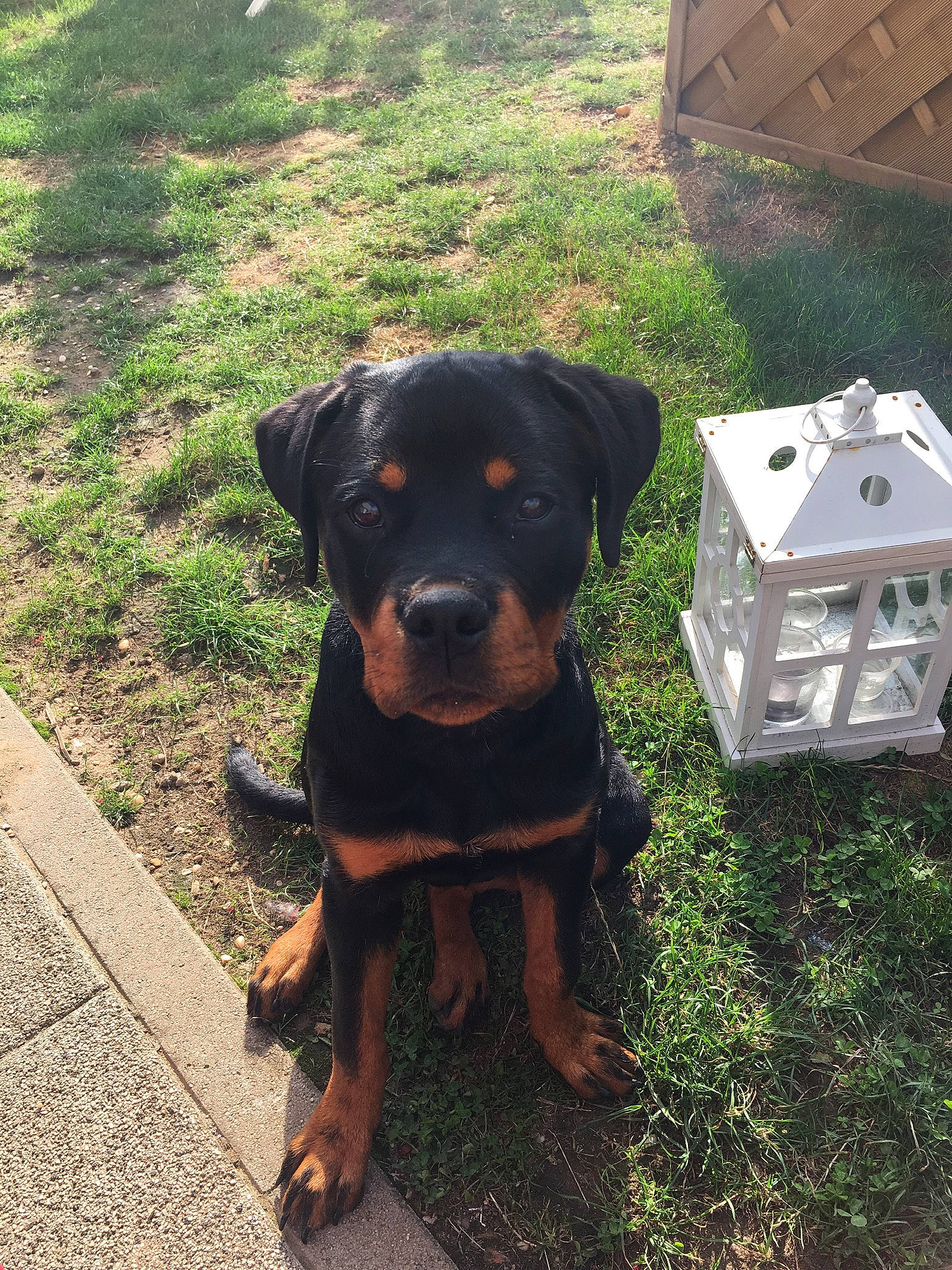 Pipper participe au concours pour gagner de l'argent avec cette photo : austrian_black_and_tan_hound, black_and_tan_terrier, canidae, carlin_pinscher, carnivore, companion_dog, dog, dog_breed, fawn, huntaway, hunting_dog, mammal, molosser, puppy, rare_breed_dog, rottweiler, snout, sporting_group, vertebrate, working_dog