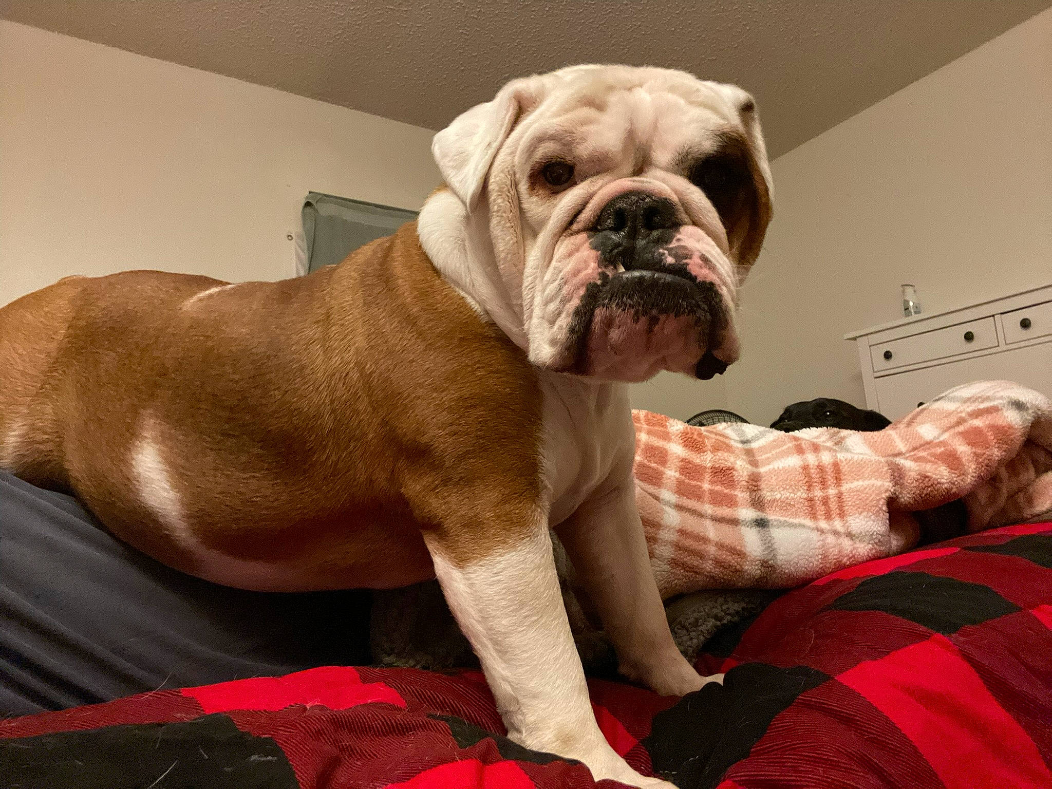 Zoey is registered to the contest to win money with this photo: bulldog, canidae, carnivore, collar, comfort, companion_dog, dog, dog_breed, dog_collar, dog_supply, fawn, pattern, pet_supply, plaid, snout, sporting_group, tartan, white_english_bulldog, working_animal, wrinkle