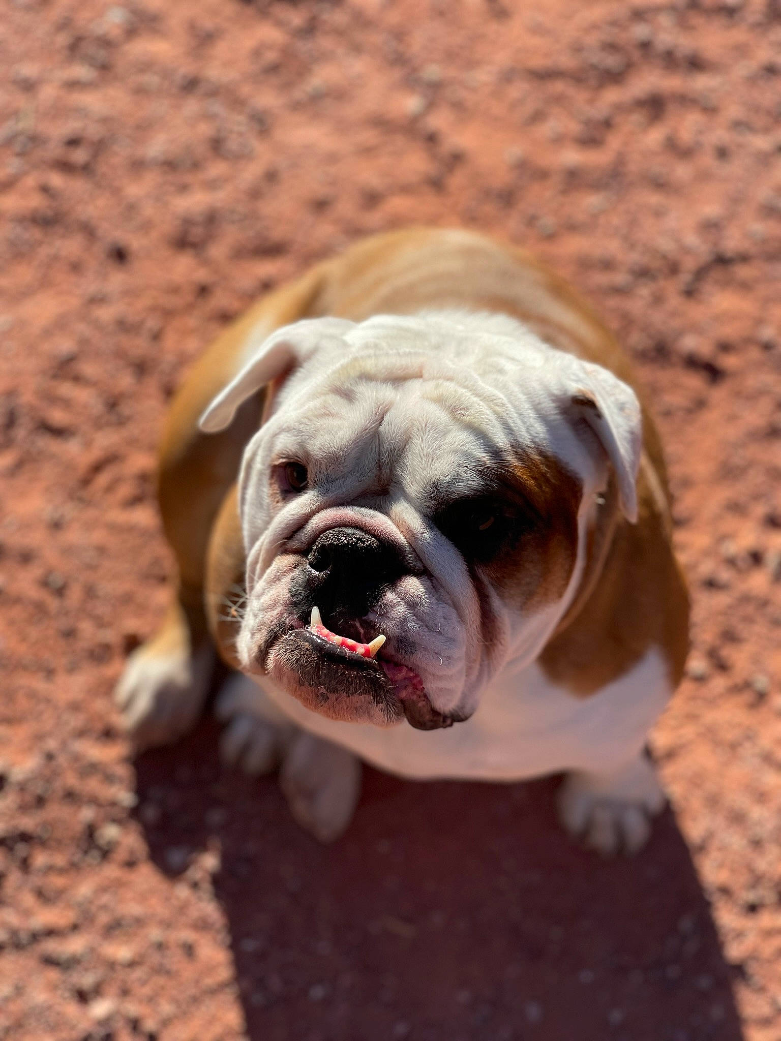 Zoey joined the competition — help win amazing prizes! adventure, bulldog, canidae, carnivore, companion_dog, dog, dog_breed, dog_collar, dog_supply, fawn, grass, snout, soil, sporting_group, terrestrial_animal, toy_dog, whiskers, white_english_bulldog, wood, wrinkle