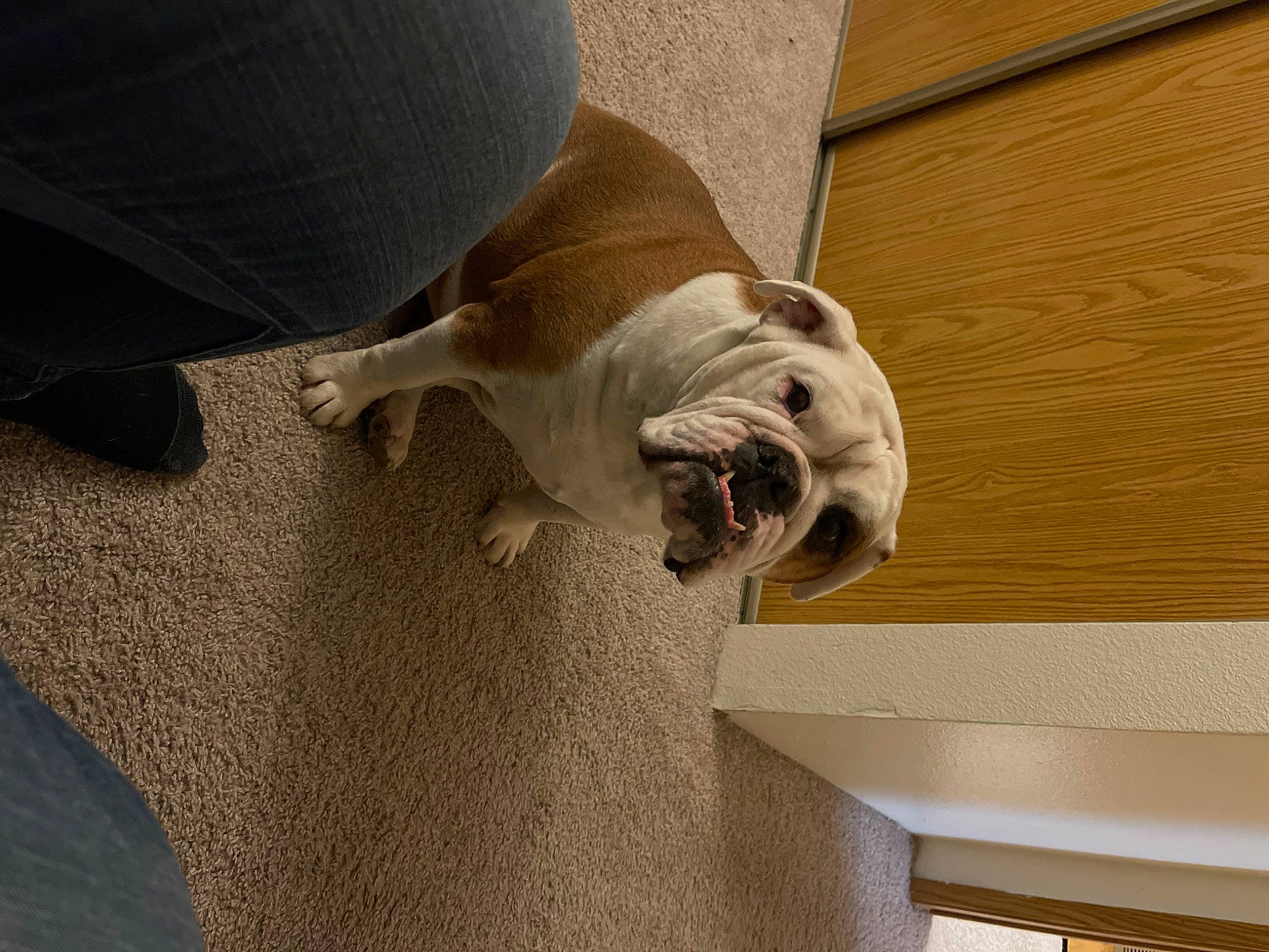 Zoey joined the competition — help win amazing prizes! bulldog, carnivore, comfort, companion_dog, dog, dog_breed, fawn, floor, flooring, hardwood, plywood, room, snout, sporting_group, terrestrial_animal, toy_dog, whiskers, wood, working_animal, wrinkle
